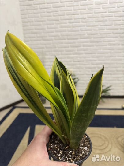 Сансевиерия сортовая