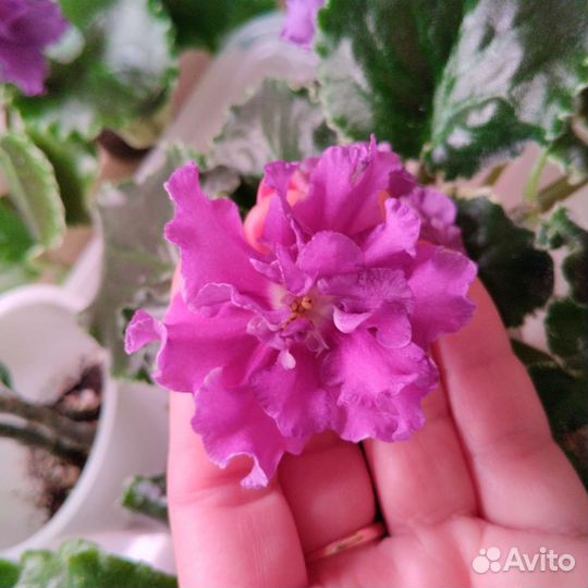 Узамбарская фиалка (разные сорта)