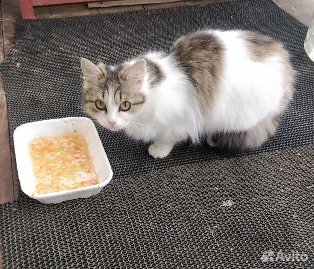 Кошечка в дар