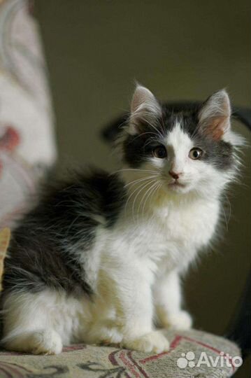 Девочка котенок