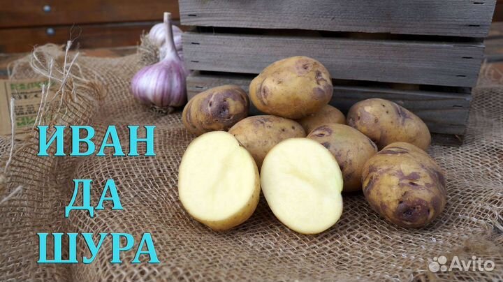 Семенной картофель. Категории Супер Элита, Элита