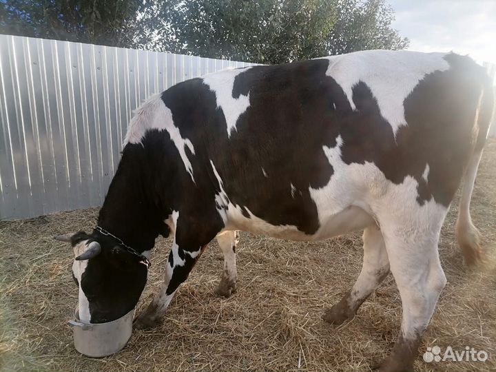 Телка стельная