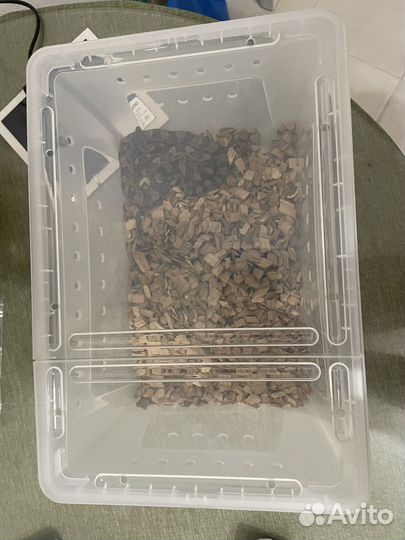 Змея Маисовый полоз