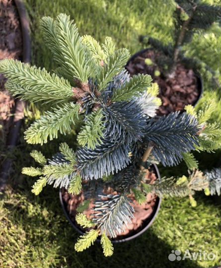 Пихта высокорослая глаука и аргентея