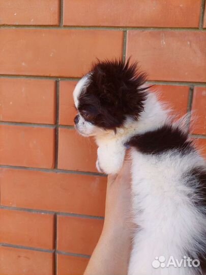 Чихуахуа мини девочка дш