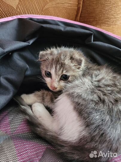 Котенок вислоухий