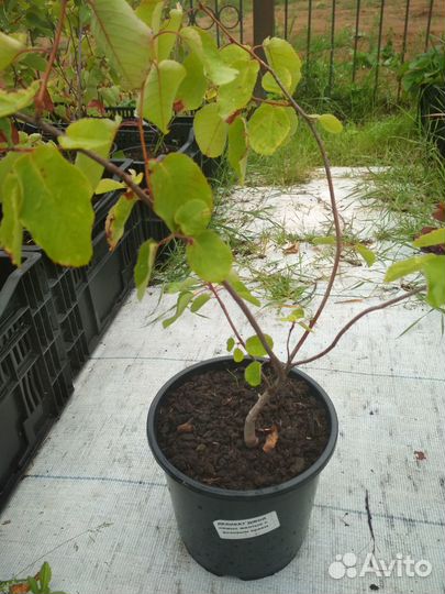 Ирга саженцы