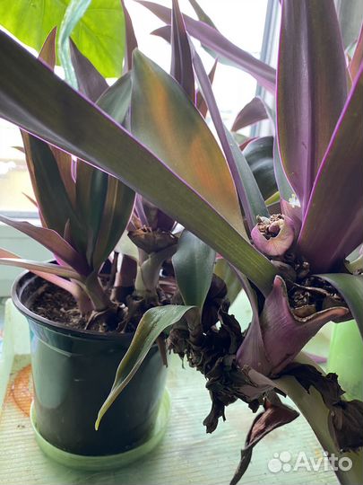 Традесканция рэо комнатные цветы