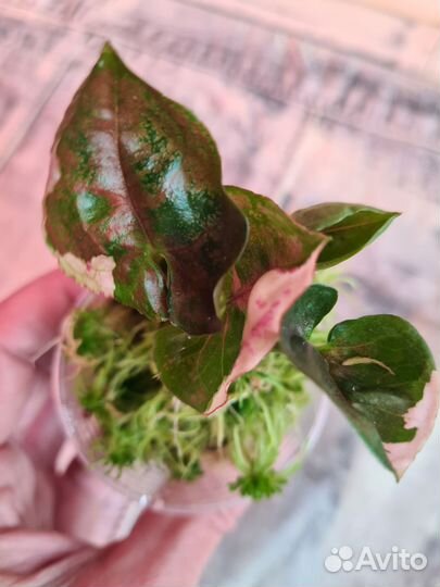 Сингониумы сортовые