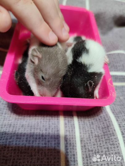 Крысы Дамбо. Редкий цвет. Больше фото внутри