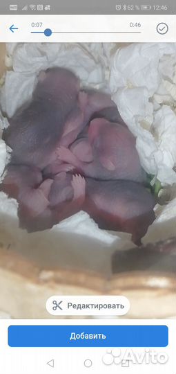 Сирийский хомяк малыш