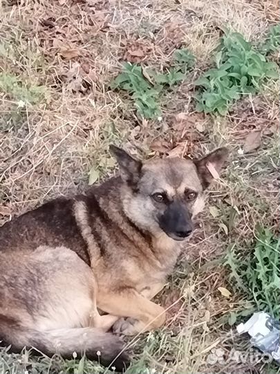 Собачка стерлизованая