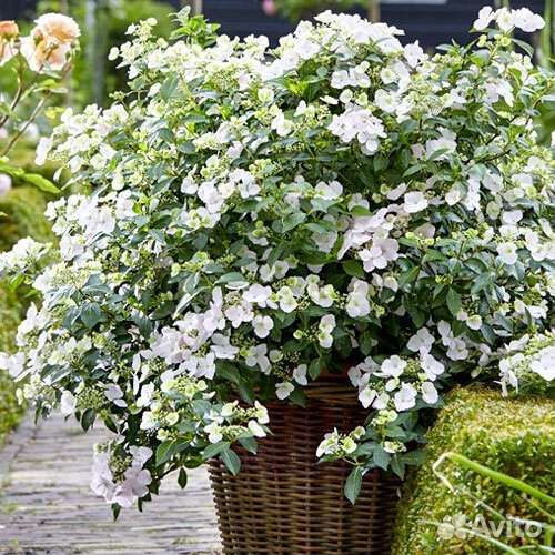 Гортензии Сбежавшая невеста и Френч болеро