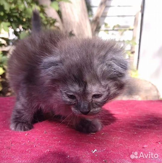 Котята девочки