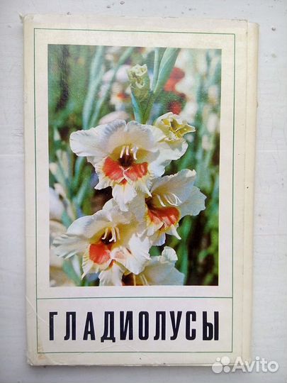 Гладиолусы, набор открыток