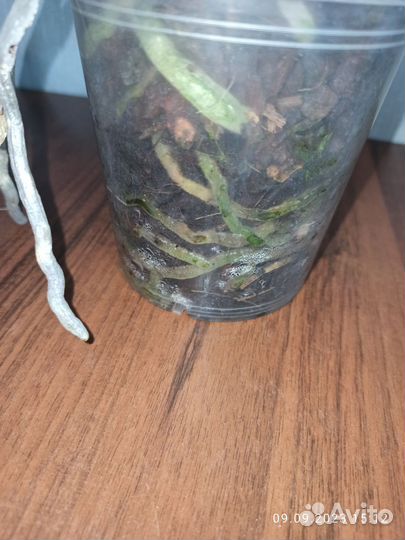 Орхидея фаленопсис Манго, 2 ствола