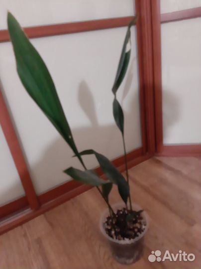 Аспидистра элатиор взрослая