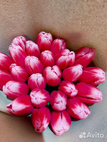 Луковицы тюльпанов