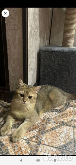 Шотландский кот вязка