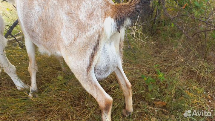 Козы под покрытие ламанча и чп альпийка молочная