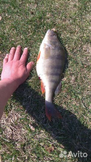 Рыбалка, пруд Зеркальный