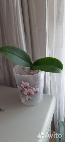 Орхидея фаленопсис