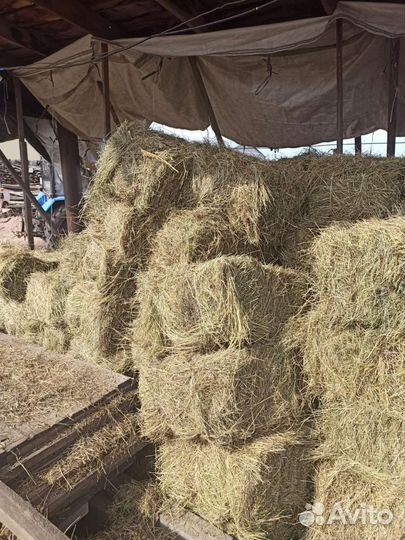 Сено в тюках 20 кг