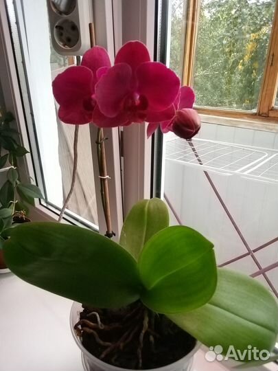 Продам орхидеи