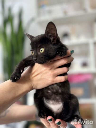 Котёнок девочка