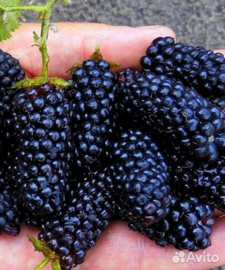 Саженцы ежевики Бжезина