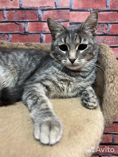 Очаровательная кошечка Алиса 2 года