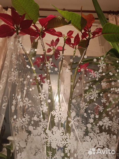 Пуансеттия