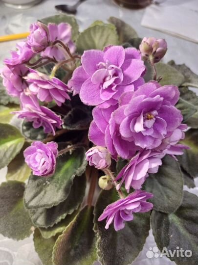 Фиалка в горшках