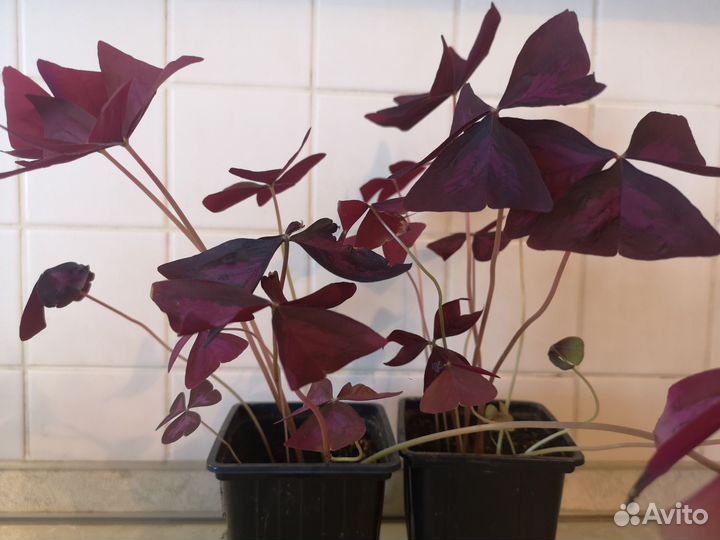 Кислица оксалис