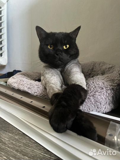 Стрижка кошек и собак