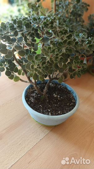 Аихризон-Дерево Любви