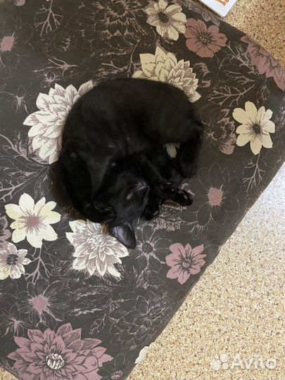 Котёнок чёрный