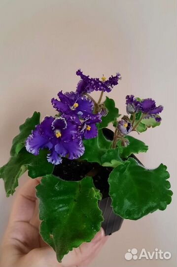 Сортовые фиалки