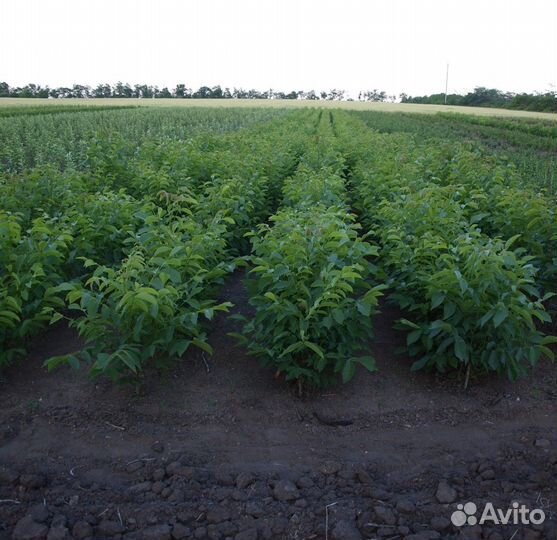 Саженцы ореха грецкого опт,разного возраста