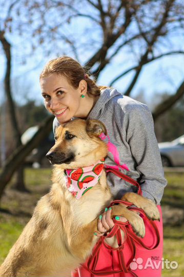 Собака из приюта бесплатно