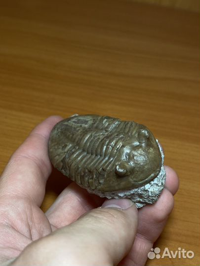 Трилобит Asaphus lepidurus