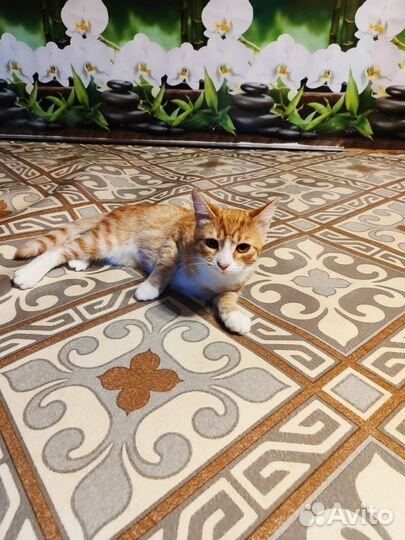 Рыженькое сокровище 6 мес в дар