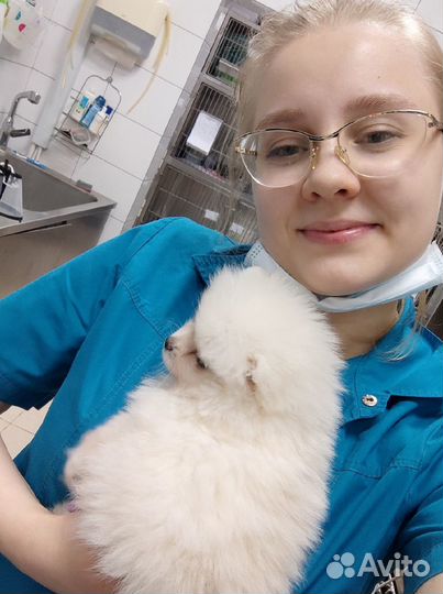 Выгул собак