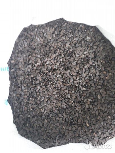 Семена арбуза 