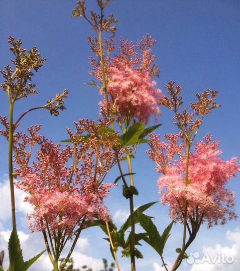 Многолетние цветы