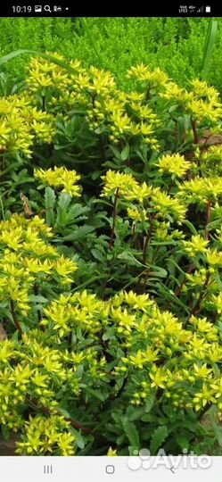 Очиток седум