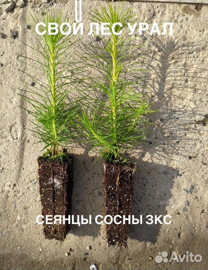 Сосна горная,Лиственница,Карагана,Ель колючая,Туя