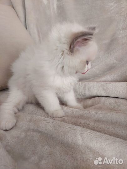 Котята регдолл