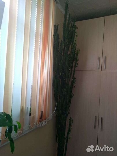 Молочай трехгранный