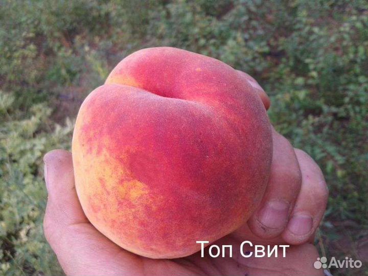 Саженцы персика